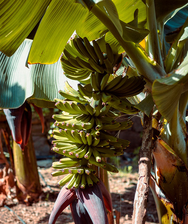 Platanera